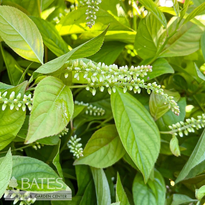 #3 Itea Virginica Love Child/ Virginia Sweetspire Native (TN) 1 #3 Itea Virginica Love Child/ Virginia Sweetspire Native (TN)