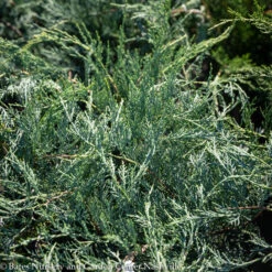 #3 Juniperus Virg AB Grey Owl/ Spreading Juniper Native (TN)