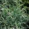 #3 Juniperus Virg Grey Owl/ Spreading Juniper Native (TN)