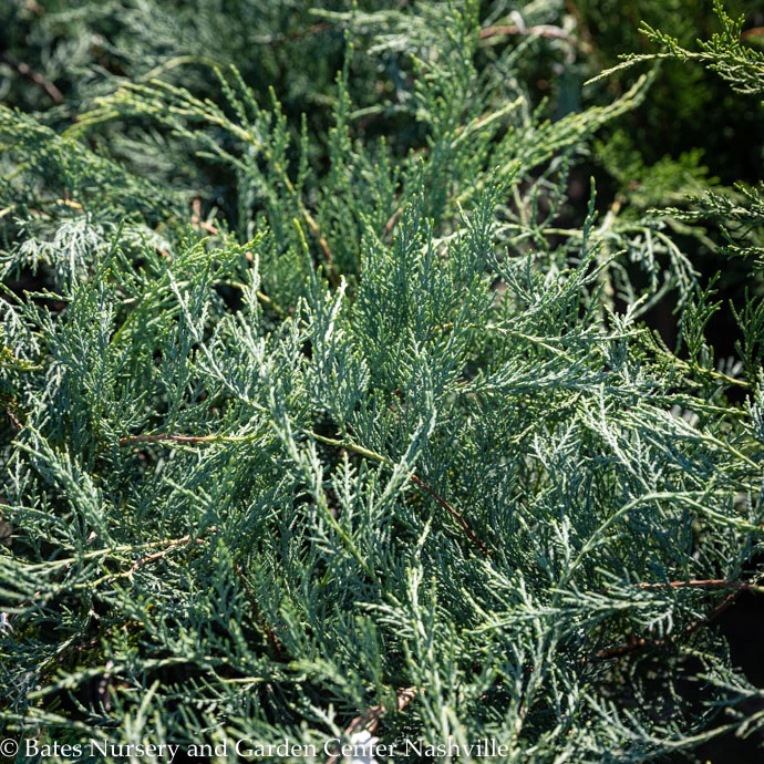 #3 Juniperus Virg Grey Owl/ Spreading Juniper Native (TN) 1 #3 Juniperus Virg Grey Owl/ Spreading Juniper Native (TN)