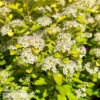 #3 Physocarpus Opulfolius FE Lucky Devil/ Yellow Ninebark Native (TN)