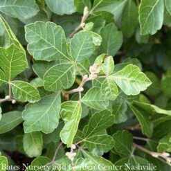 #3 Rhus Aro Gro-Low/ Fragrant Sumac Native (TN) -Cheap Sapling Pulse Store 3 rhus aro gro low fragrant sumac native tn 2