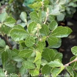 #3 Rhus Aro Gro-Low/ Fragrant Sumac Native (TN)