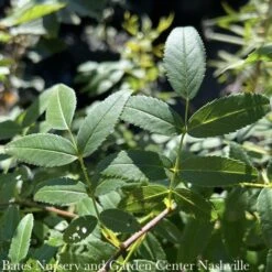 #3 Rosa Palustris/ Swamp Rose Native (TN) -Cheap Sapling Pulse Store 3 rosa palustris swamp rose native tn 2
