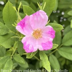 #3 Rosa Palustris/ Swamp Rose Native (TN)