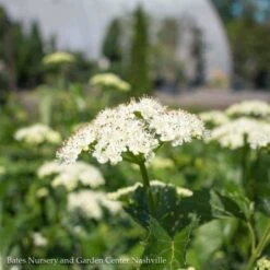 #3 Viburnum Dent Blue Muffin/ Arrowwood Native (TN) -Cheap Sapling Pulse Store 3 viburnum dent blue muffin arrowwood native tn 2