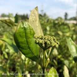 #3 Viburnum Nudum AB Winterthur/ Smooth Witherod Native (TN)