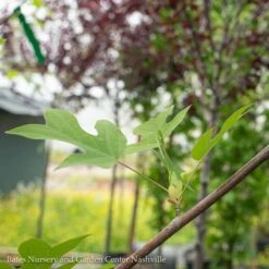 #30 Liriodendron Tulipifera/ Tulip PoplarNative (TN)