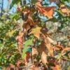 #30 Quercus Nuttallii/ Nuttall Oak Native (TN)