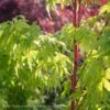 #5 Acer Pal Sango Kaku/ Upright Coral Bark JapaneseMaple