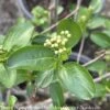 #5 Aronia Melano Autumn Magic/ Black Chokeberry Native (TN)