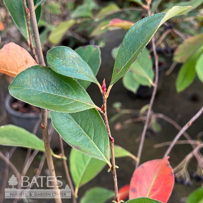 #5 Aronia Melano Iroquois Beauty/ Black Chokeberry Native (TN) 1 #5 Aronia Melano Iroquois Beauty/ Black Chokeberry Native (TN)