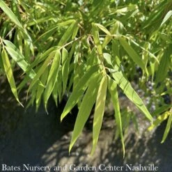 #5 Bamboo Fargesia Rufa Sunset Glow/ Clumping