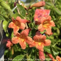#5 Bignonia Capreo Tangerine Beauty/ Crossvine Native (TN)