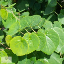 #5 Cercis Can Garden Gems 'Emerald'/ Dwarf Redbud Native (TN) -Cheap Sapling Pulse Store 5 cercis can garden gems emerald dwarf redbud nati 2