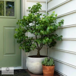 #5 Cercis Can Garden Gems 'Emerald'/ Dwarf Redbud Native (TN)