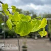 #5 Cercis Can Vanilla Twist/ White Weeping Redbud Native (TN)