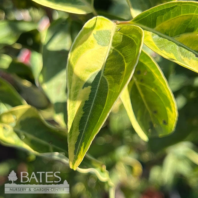 #5 Cornus Kousa X Florida Celestial Shadow/ Variegated Flowering White Dogwood 1 #5 Cornus Kousa X Florida Celestial Shadow/ Variegated Flowering White Dogwood