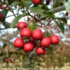 #5 Crataegus Crus-galli Var Inermis PW Crusader/ Hawthorn Native (TN)