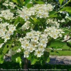 #5 Crataegus Crus-galli Var Inermis PW Crusader/ Hawthorn Native (TN) -Cheap Sapling Pulse Store 5 crataegus crus galli var inermis pw crusader haw 2