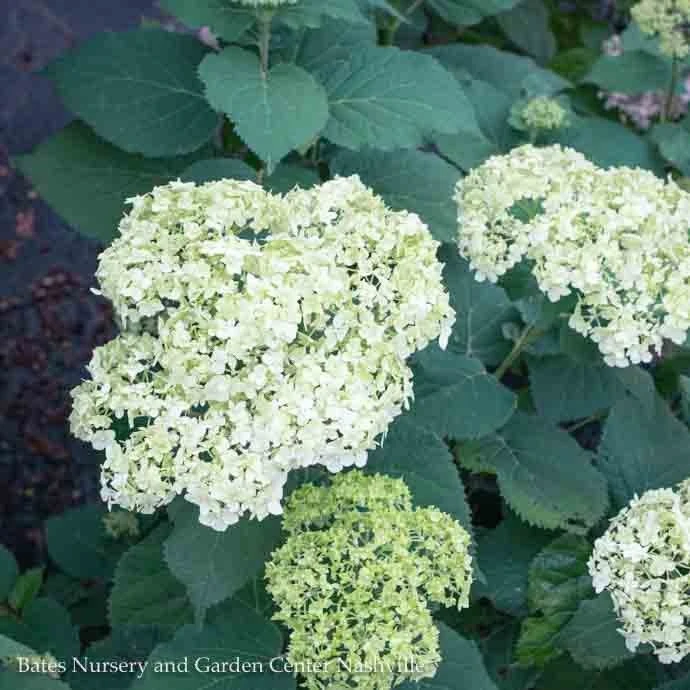 #5 Hydrangea Arb Seaside Serenade 'Bar Harbor'/ Dwarf Smooth White (Annabelle Type) Native (TN) 2 #5 Hydrangea Arb Seaside Serenade 'Bar Harbor'/ Dwarf Smooth White (Annabelle Type) Native (TN) - Image 2