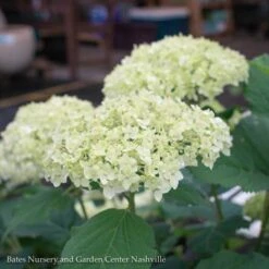 #5 Hydrangea Arb Seaside Serenade 'Bar Harbor'/ Dwarf Smooth White (Annabelle Type) Native (TN) 5 #5 Hydrangea Arb Seaside Serenade 'Bar Harbor'/ Dwarf Smooth White (Annabelle Type) Native (TN) -Cheap Sapling Pulse Store 5 hydrangea arb seaside serenade bar harbor dwarf 2