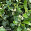 #5 Ilex Glabra Nordic/ Inkberry Holly (female) Native (TN)