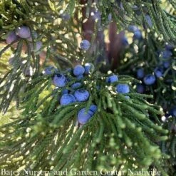 #5 Juniperus Virg Canaertii/ Upright Eastern Red Cedar Native (TN)