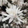 #5 Magnolia Stellata Royal Star/ Deciduous White