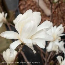 #5 Magnolia Stellata Royal Star/ Deciduous White -Cheap Sapling Pulse Store 5 magnolia stellata royal star deciduous white 2