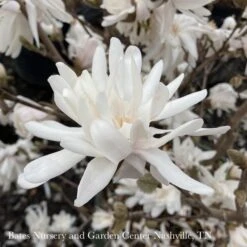 #5 Magnolia Stellata Royal Star/ Deciduous White