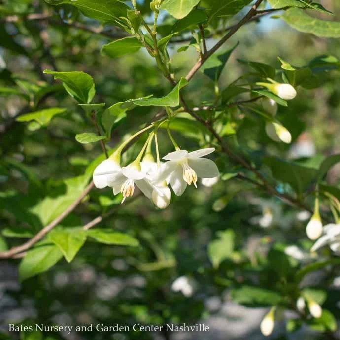 #5 Styrax Japonicus/ Japanese Snowbell 1 #5 Styrax Japonicus/ Japanese Snowbell
