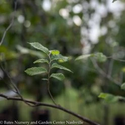 #5 Ulmus Americana/ American Elm Native (TN)
