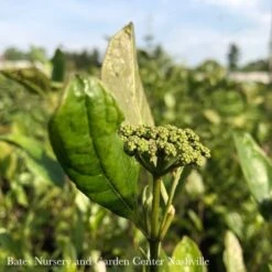 #5 Viburnum Nudum Winterthur/ Smooth Witherod Native (TN)