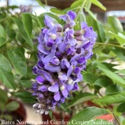 #5 Wisteria Frut Amethyst Falls/ American Native (TN)
