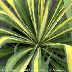 #5 Yucca Fil Golden Sword/ Variegated Native (TN)
