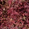 #6 Acer Pal Hime Shojo/ Dwarf Red Japanese Maple