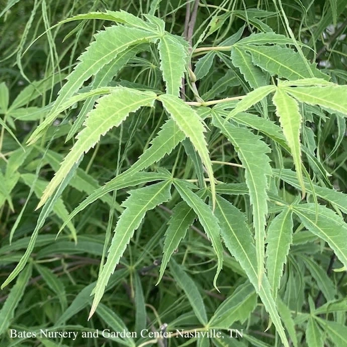 #6 Acer Pal Koto-no-ito/ Dwarf Green Harp String Threadleaf Japanese Maple 2 #6 Acer Pal Koto-no-ito/ Dwarf Green Harp String Threadleaf Japanese Maple - Image 2