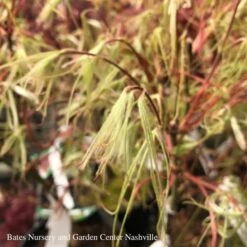 #6 Acer Pal Koto-no-ito/ Dwarf Green Harp String Threadleaf Japanese Maple 5 #6 Acer Pal Koto-no-ito/ Dwarf Green Harp String Threadleaf Japanese Maple -Cheap Sapling Pulse Store 6 acer pal koto no ito dwarf green harp string thr 2