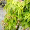 #6 Acer Pal Mikawa Yatsubusa/ Dwarf Green Japanese Maple