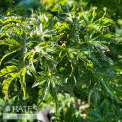 #6 Acer Pal Ojishi/ Upright Green Male Lion’s Head Japanese Maple
