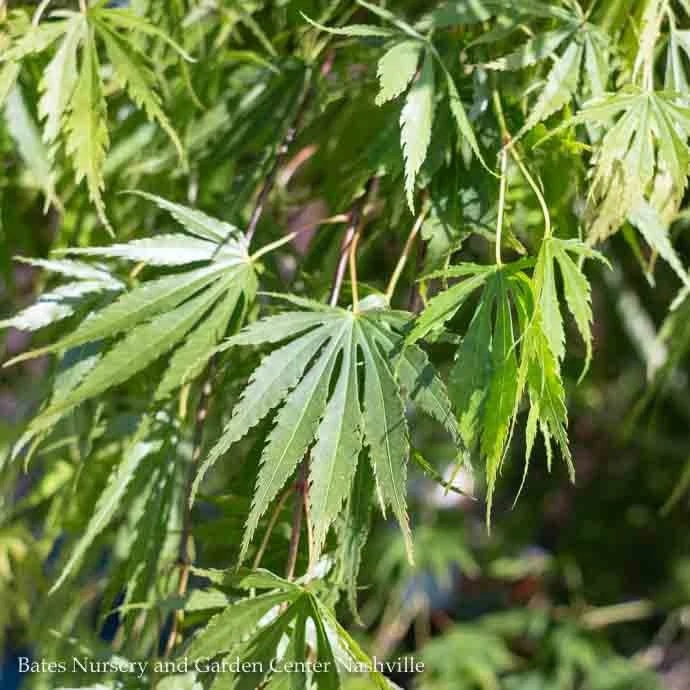 #6 Acer Pal Omure Yama/ Upright Cascading Green Japanese Maple 2 #6 Acer Pal Omure Yama/ Upright Cascading Green Japanese Maple - Image 2