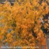 #6 Acer Pal Omure Yama/ Upright Cascading Green Japanese Maple