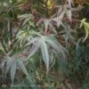 #6 Acer Pal Pung Kil/ Red Upright Threadleaf Japanese Maple