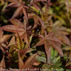 #6 Acer Pal Rhode Island Red/Japanese Maple Red Dwarf
