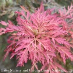 #6 Acer Pal Var Diss Orangeola/ Weeping Red Japanese Maple 5 #6 Acer Pal Var Diss Orangeola/ Weeping Red Japanese Maple -Cheap Sapling Pulse Store 6 acer pal var diss orangeola weeping red japanese 2