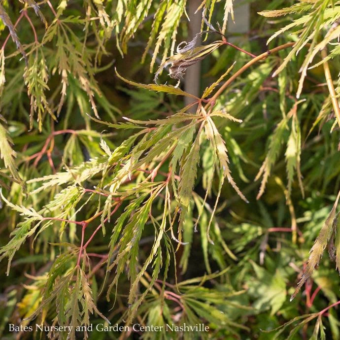 #6 Acer Pal Var Diss Spring Delight/Japanese Maple Threadleaf Green Weeping 1 #6 Acer Pal Var Diss Spring Delight/Japanese Maple Threadleaf Green Weeping