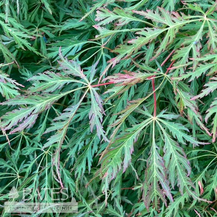 #6 Acer X Pse Ice Dragon/ Cascading Maple 2 #6 Acer X Pse Ice Dragon/ Cascading Maple - Image 2