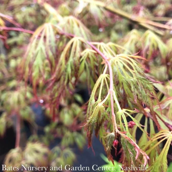 #6 Acer X Pse Ice Dragon/ Cascading Maple 3 #6 Acer X Pse Ice Dragon/ Cascading Maple - Image 3