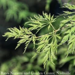 #6 Acer X Pse Ice Dragon/ Cascading Maple 9 #6 Acer X Pse Ice Dragon/ Cascading Maple -Cheap Sapling Pulse Store 6 acer x pse ice dragon cascading maple 4